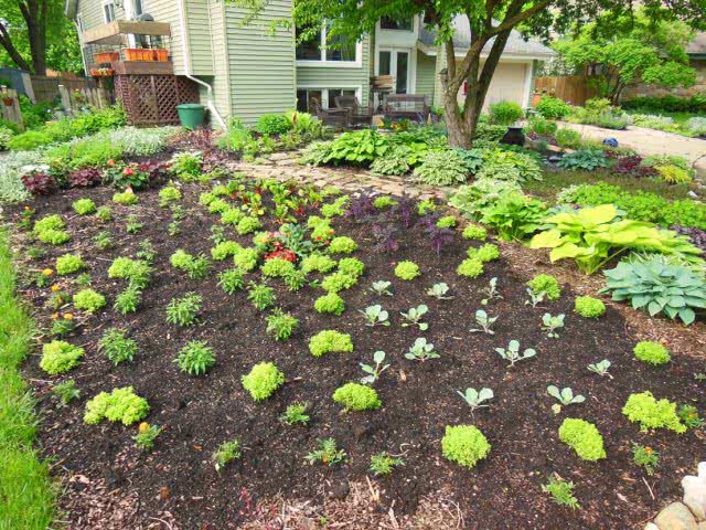 Vegetable garden and retaining wall